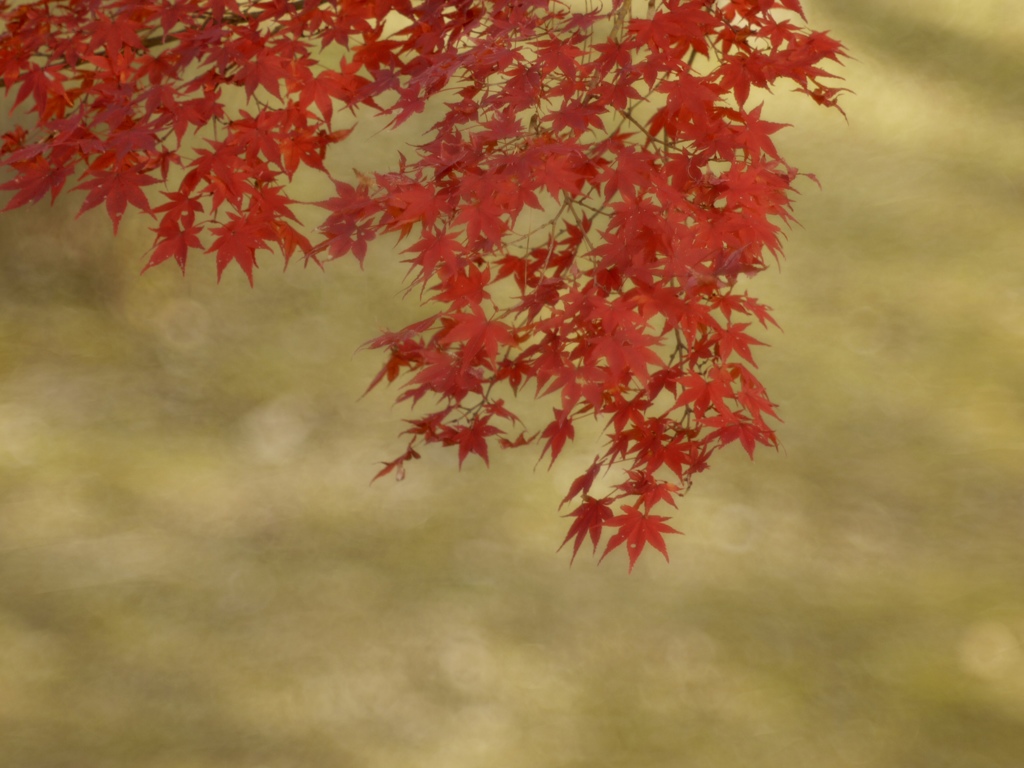 十二月紅葉