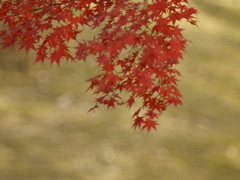 十二月紅葉
