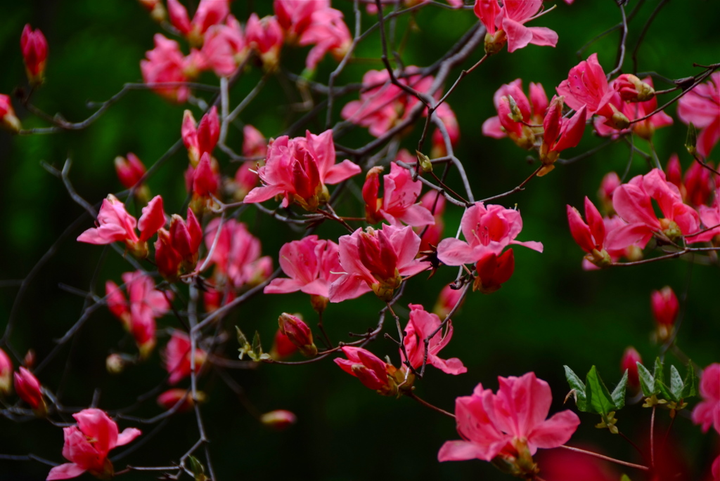 開花記念日