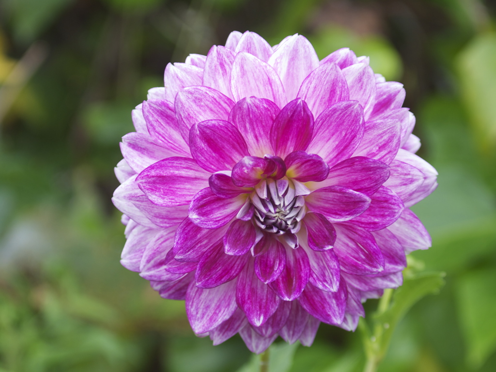 しっとりあざやか