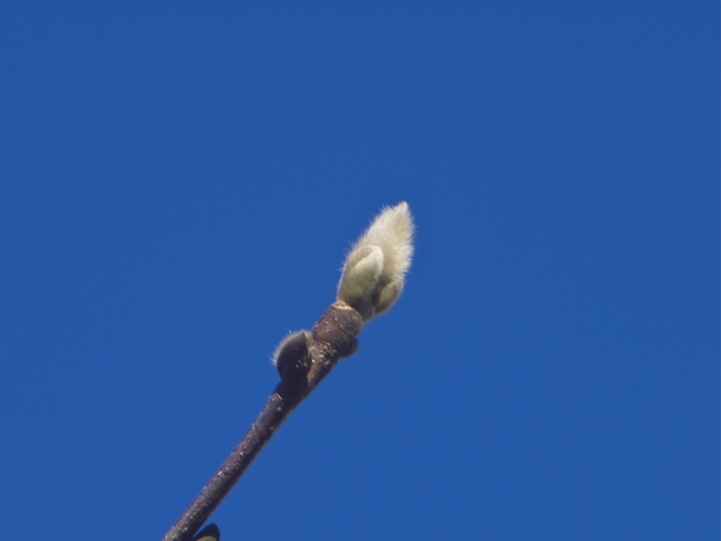 冬の青空