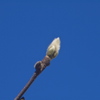 冬の青空