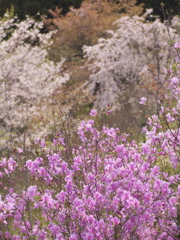 春の花のリレー