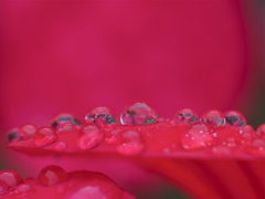 幸せな雨