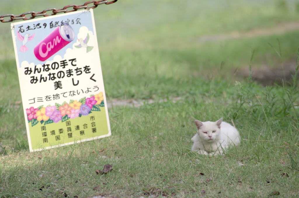 番猫