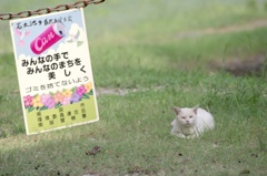 番猫