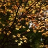 師走紅葉　２