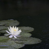 雨の日の白