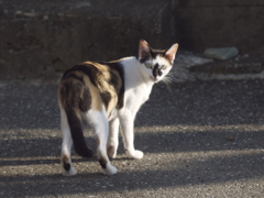 夏の朝の出会い