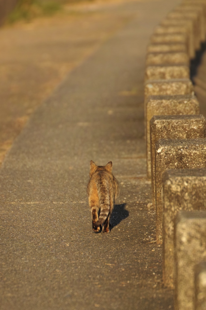 帰り道