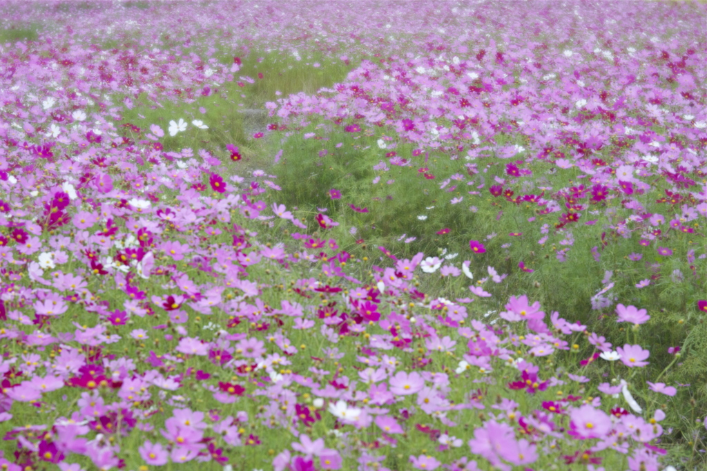 秋の花道