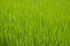 あおあお