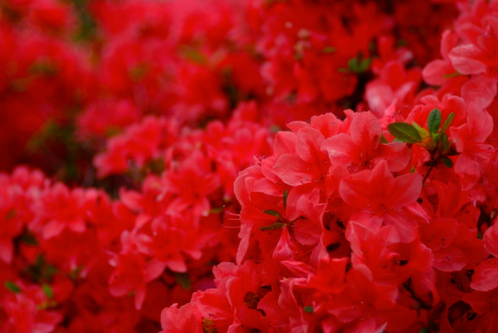 Rainy Red