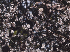 重ねる春