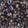 重ねる春