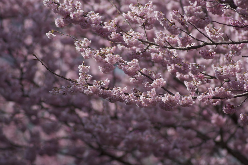 桜の時