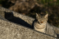 野の猫７