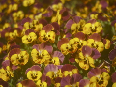 花の顔　Ⅰ　意見交換会
