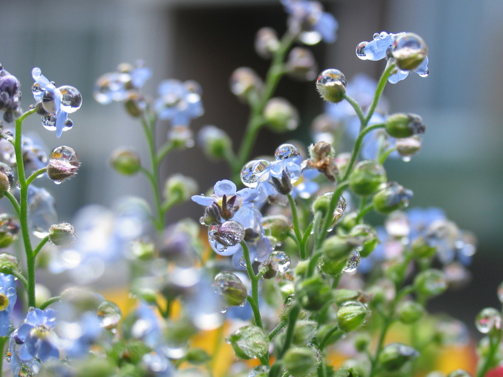 雨の花