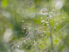 雨のち朝の光