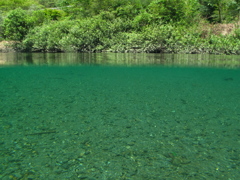 SUMMER GREEN
