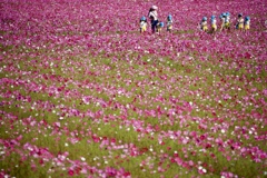 花の記憶