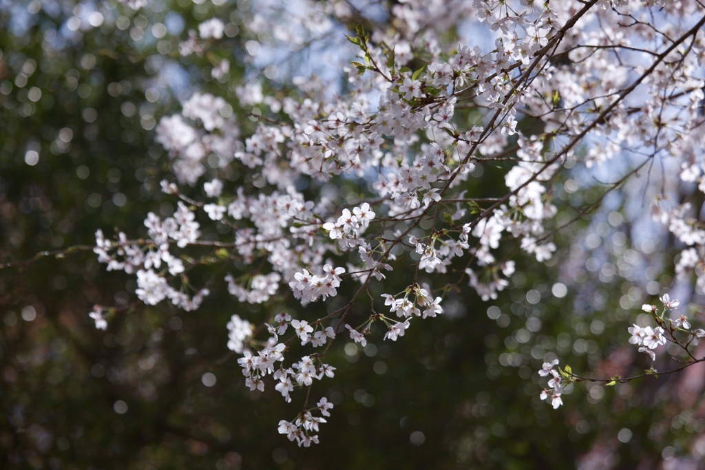 白桜