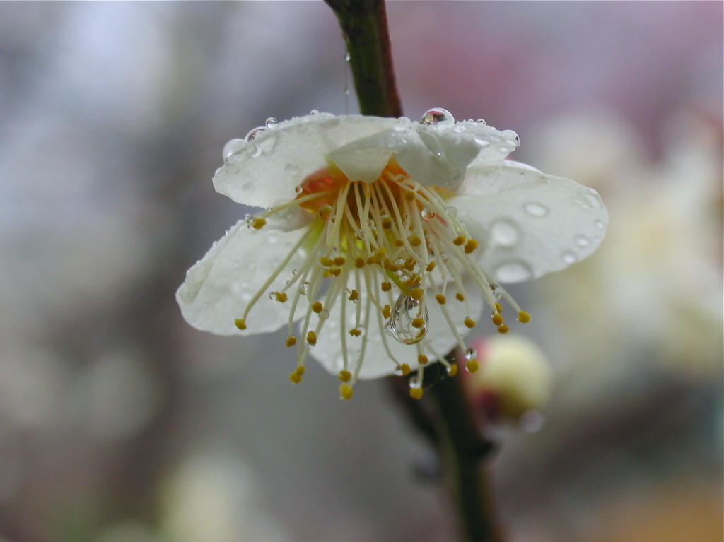 雨飾り