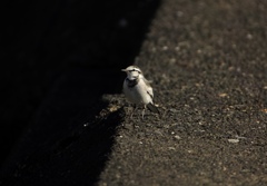 野の鳥１