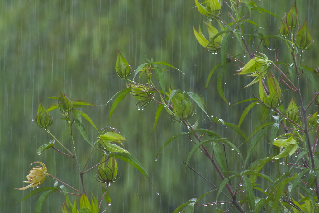 天気雨の形