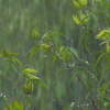 天気雨の形