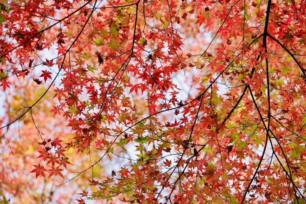 師走紅葉　５