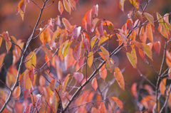 紅葉の問題点