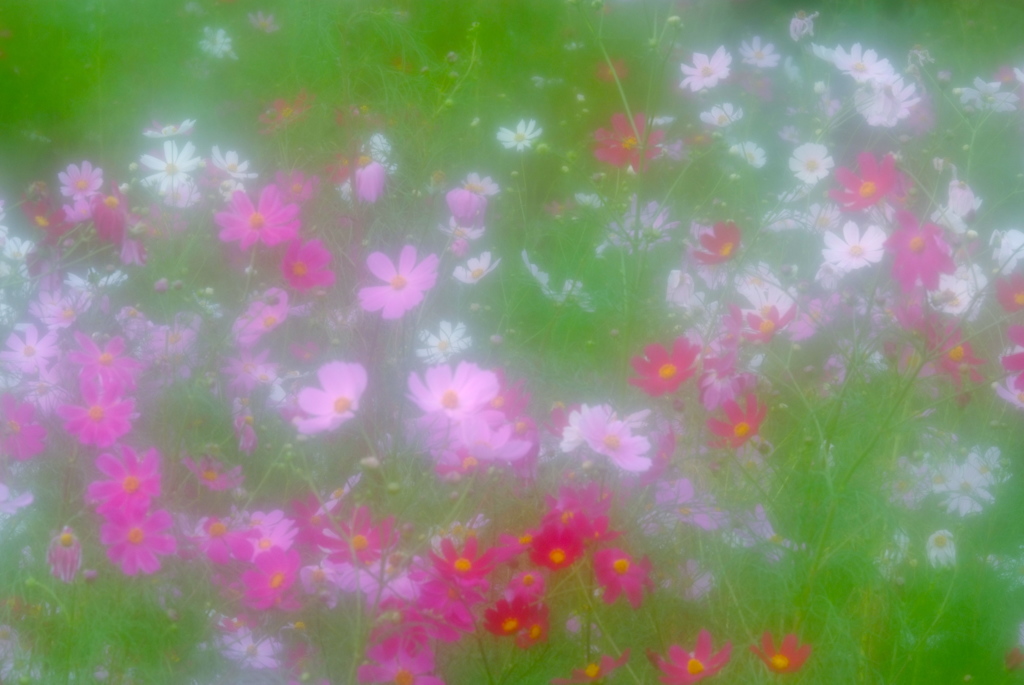咲き様　３