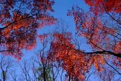 紅葉から冬空へ