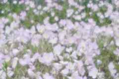 ５月の昼下がり