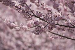 桜色の間
