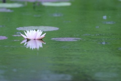 緑雨