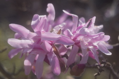 花の気持ち