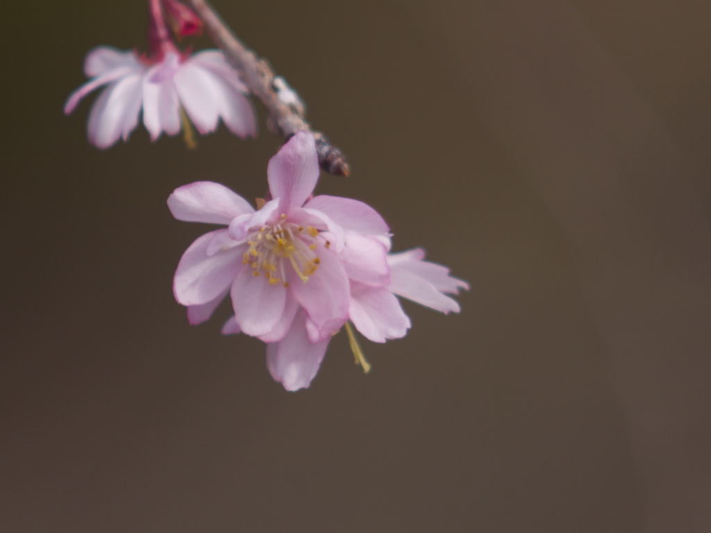 寒の桜