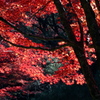 日向紅葉