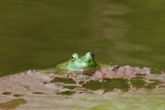 夏の池