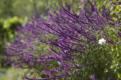 紫の花垣