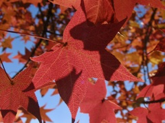 秋の色形