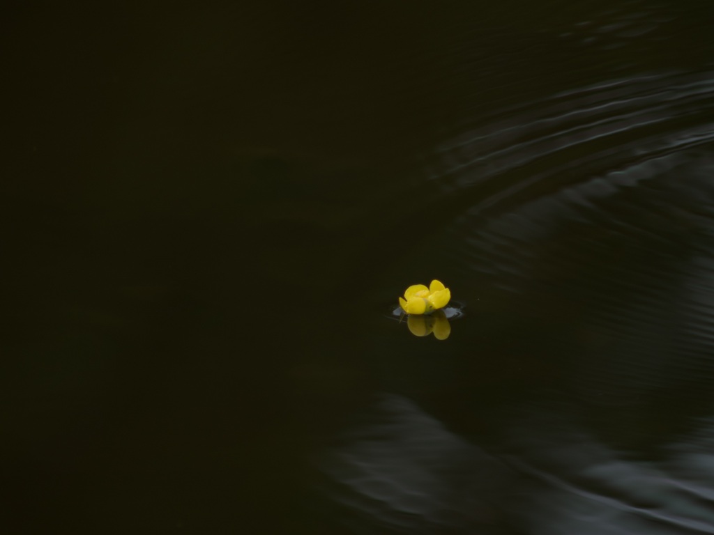 黄一点