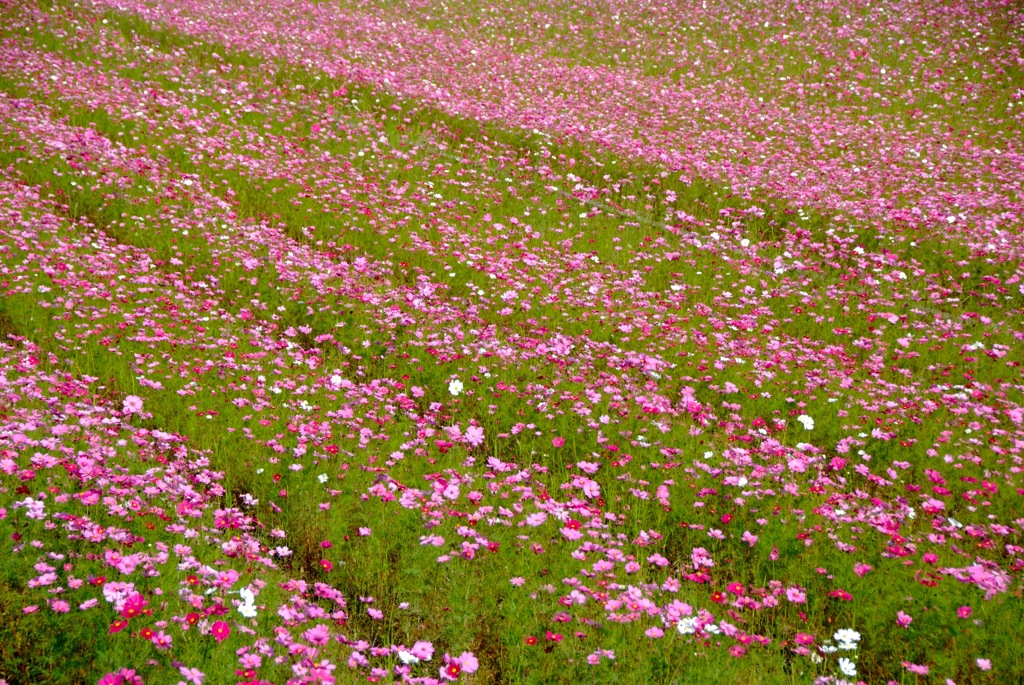 Flower Wave