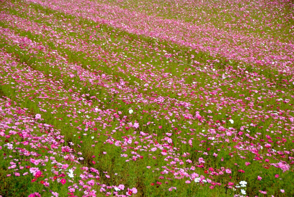 Flower Wave