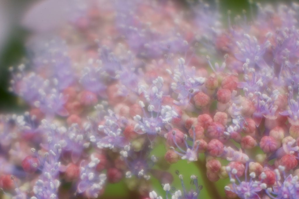 お花畑１