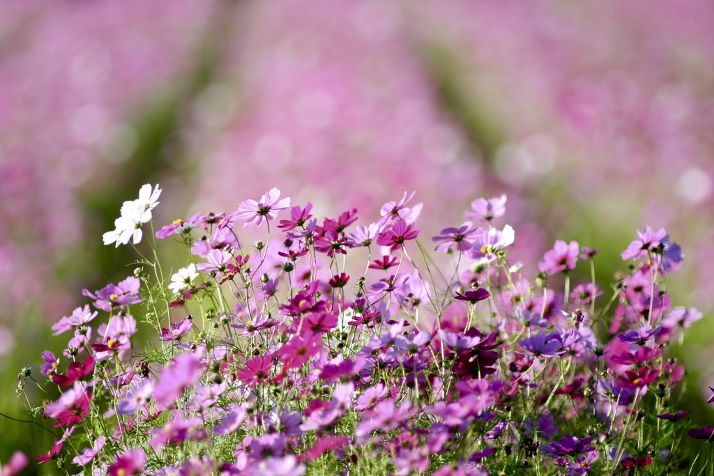 花の舞台１