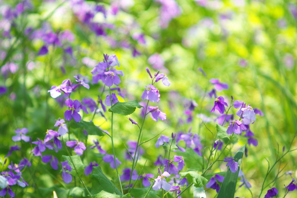 春の紫 by あゆかけ （ID：1739167） 写真共有サイトPHOTOHITO